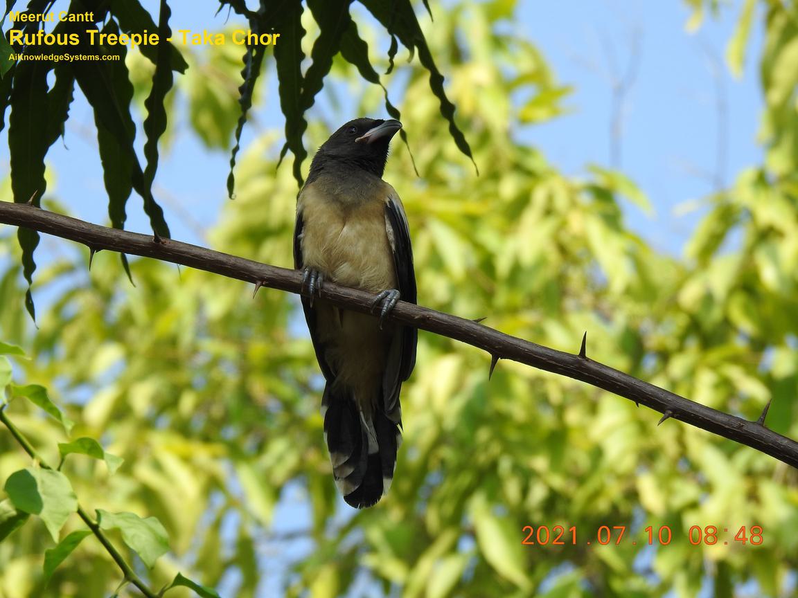 Rufous Treepie (33) Coming Soon